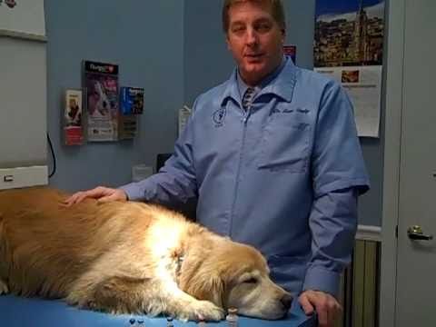 how to administer rabies vaccine
