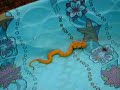 Eyelash viper says Eyelash viper says