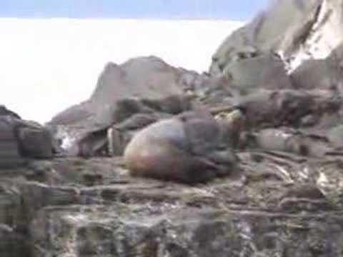 See Sea Lion