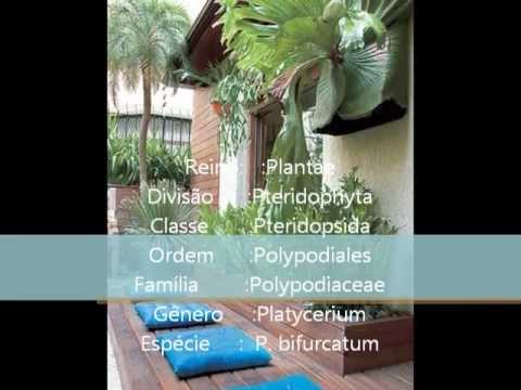 biologia . chifre-de-veado