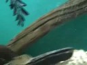 The ramblings of a tropical fish nerd