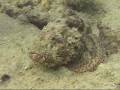 ScorpionFish
