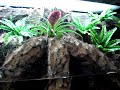 terrarium-reptiles-fish-waterfalls-caves-amphibians-snake.html