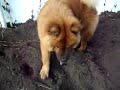 Taz playing in the yard