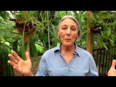 how to replant wild ferns