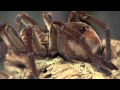 Goliath Tarantula - Cincinnati Zoo
