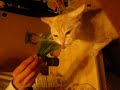 ねこくさハムハム.MOV