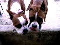 Boxers Drinking Water Boxers Drinking Water