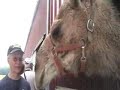 my-camping-adventure-to-land-of-little-horses.html