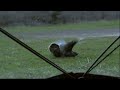 turkey bow hunting