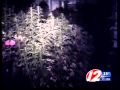 Providence commission discusses legalizing marijuana