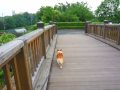 Goro@Welsh corgi 20090608 iris