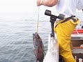 TUNA TUNA TUNA