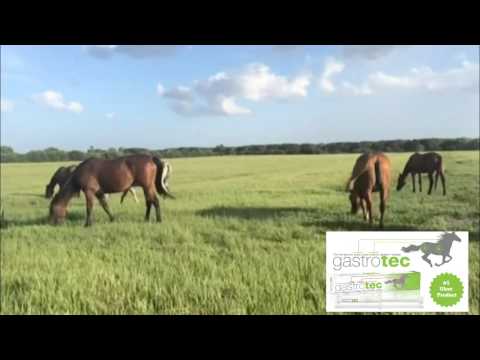 how to cure equine ulcers