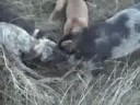 Aussie pig hunting