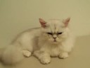 Chinchilla Silver Persian Cats