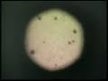documentario su nettuno e plutone
http://videomisteri.altervista.org/