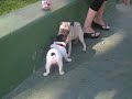 dos cachorros  de buldog juegan y juegan, no se cansan nunca.