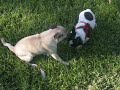 dos cachorros  de buldog juegan y juegan, no se cansan nunca.