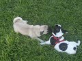 dos cachorros  de buldog juegan y juegan, no se cansan nunca.