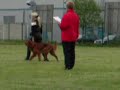Hundesport: Obedience