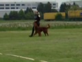Hundesport: Obedience Prüfung