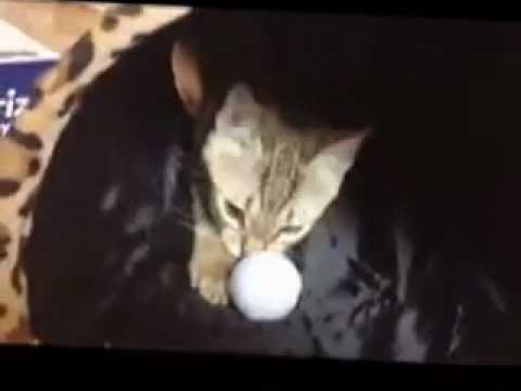 User submitted video