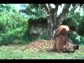 Besouro - angola
