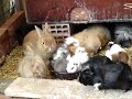 La gran comilona La gran comilona