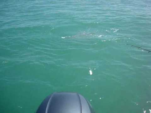 bull shark