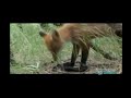 Grizzly Man - Ghost Steals Timothy Treadwell\