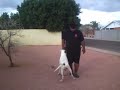 My 10yo Ameircan Bulldog Hank doing some fucused heeling obedience for the tug.