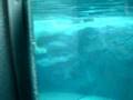 しろくま動画1