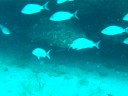 DSCF2565 d2 goliath grouper DSCF2565 d2 goliath grouper