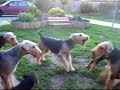 Airedale   Terrier  Syrius-Laybel