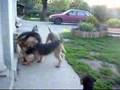 Airedale Terrier video
