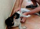 My dog My dog