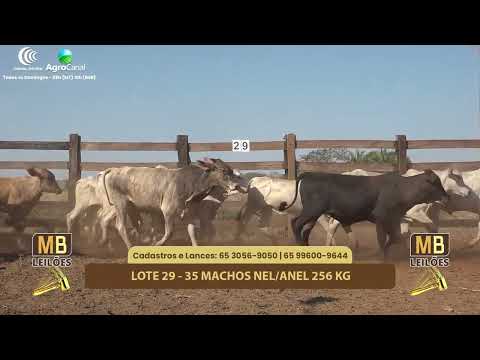 517 LEILO VIRTUAL MB LEILES