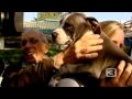Pit Bulls Taken From Dog-Fighting Ring
