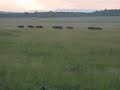Water Buffaloes Chasing A Lioness At , Kenya