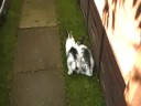 My Rabbits