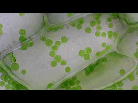 Cyclosis in plant cells - Elodea / Brightfield microscope/ 1250x