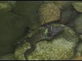 Bullfrog Eats Birds!