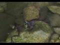 Bullfrog Eats Birds!