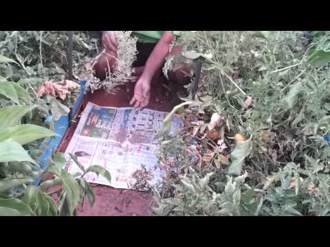 how to harvest lettuce seeds