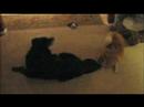 Border Collie snapping jaws