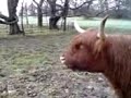 Cow moooo sound, its really natural Its a collection of my interest not my own.