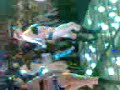 el chiko farandula jaxjax