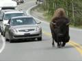 Bison doesn't care about traffic - animals, bison, buffalo, nature, traffic