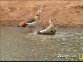 Egyptian Geese Mating & Bathing at Pete\ Egyptian Geese Mating & Bathing at Pete\